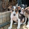 AURORA, chiot femelle Berger Créole