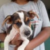 AURORA, chiot femelle Berger Créole