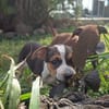 AURORA, chiot femelle Berger Créole