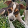 AURORA, chiot femelle Berger Créole
