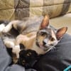 BABETH Chaton femelle type européen