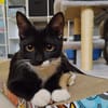 BAGHERRA, chaton femelle type européen