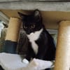BAGHERRA, chaton femelle type européen