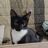BAGHERRA, chaton femelle type européen