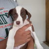 ASPEN, chiot femelle Berger Créole