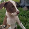 ASPEN, chiot femelle Berger Créole