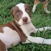 ASPEN, chiot femelle Berger Créole