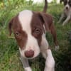ASPEN, chiot femelle Berger Créole