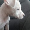 YUKEE, chiot femelle Berger Créole