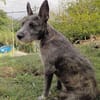 MILA, Chiot femelle Croisée Griffon