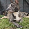 MILA, Chiot femelle Croisée Griffon
