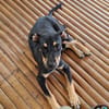 MYRTILLE, chiot femelle Croisée Beauceron