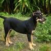 MYRTILLE, chiot femelle Croisée Beauceron