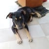 MYRTILLE, chiot femelle Croisée Beauceron