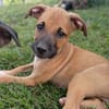 HUDSON, chiot mâle Berger Créole
