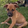 HUDSON, chiot mâle Berger Créole