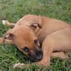 HUDSON, chiot mâle Berger Créole