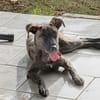 OLLIE, femelle junior Berger Créole