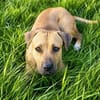 TYMAL, mâle junior Croisé Labrador
