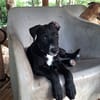 NÉVÉ, chiot femelle croisée braque