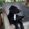 NÉVÉ, chiot femelle croisée braque