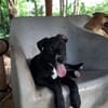 NÉVÉ, chiot femelle croisée braque