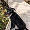 NINA, chiot femelle croisée Boxer & Labrador