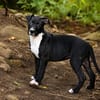NINA, chiot femelle croisée Boxer & Labrador