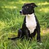 NINA, chiot femelle croisée Boxer & Labrador