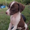 PAYTON, chiot femelle Berger Créole