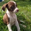 PAYTON, chiot femelle Berger Créole