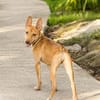 TIFIFI, chiot femelle Croisée pinscher