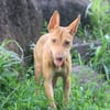 TIFIFI, chiot femelle Croisée pinscher