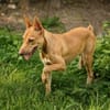 TIFIFI, chiot femelle Croisée pinscher