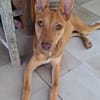 TIFIFI, chiot femelle Croisée pinscher