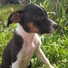 STERLING, chiot femelle Berger Créole