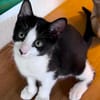 CHARMA, chaton femelle type européen
