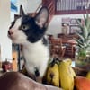 CHARMA, chaton femelle type européen
