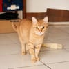 PRALINE, Chatte type européen