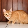 PRALINE, Chatte type européen