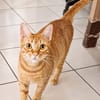 PRALINE, Chatte type européen
