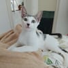 TWIX , chaton mâle type européen