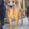 Sanfter Rüde ♥Amigo♥ erwartet dich schon in 74749 Rosenberg