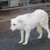 Manja - sensibel u. freundlich