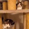 Die Brüder Tito und Toto Fiv+, unser DreamTeam
