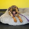 Unsere Zuckerschnute Amina sucht ihre Familie