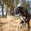 Treuer Rüde RUDY sucht sein Zuhause!