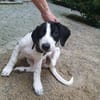 Drei Welpen suchen ein Zuhause