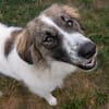 Ozora sucht ein liebevolles Zuhause