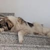 Ozora sucht ein liebevolles Zuhause